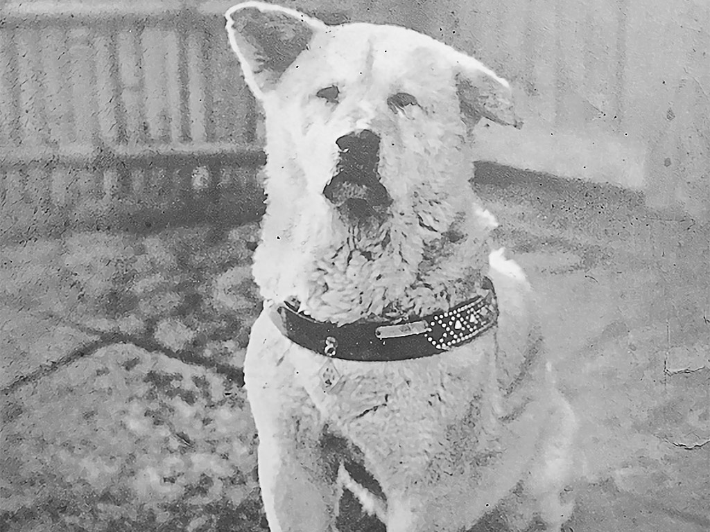 La historia de Hachiko: Un ejemplo de lealtad canina