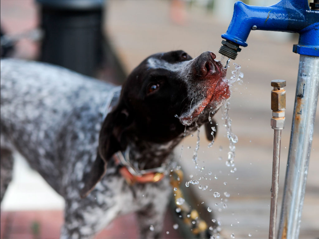 Cómo proteger a tus mascotas del calor en casa: Consejos y cuidados esenciales